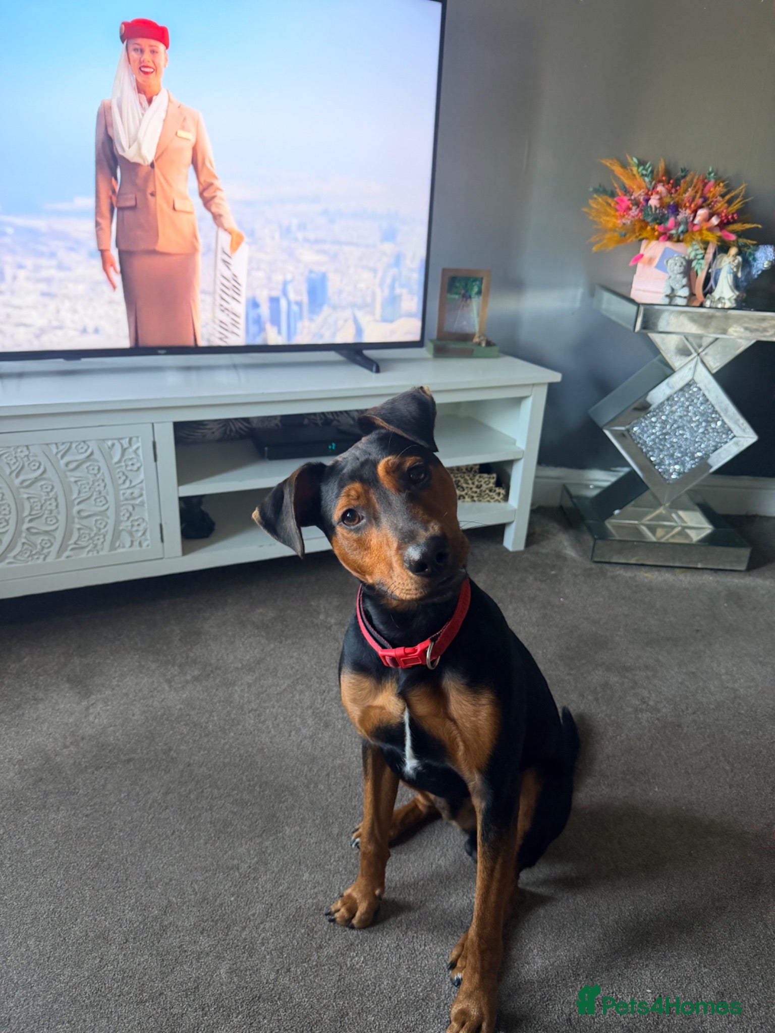 Mixed Breed dogs Jack Russel x staffy pup - Advert 13