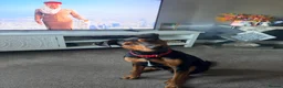 Mixed Breed dogs for sale: Jack Russel x staffy pup in Barrow-in-Furness - Advert 1