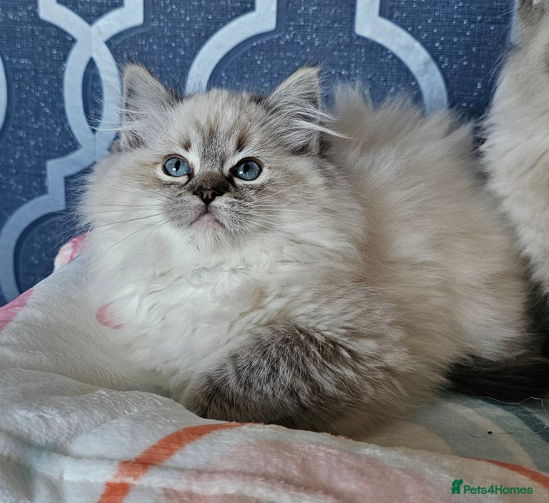 Ragdoll cats for sale: 5⭐️ Council licenced GCCF registered kittens  - Advert 3