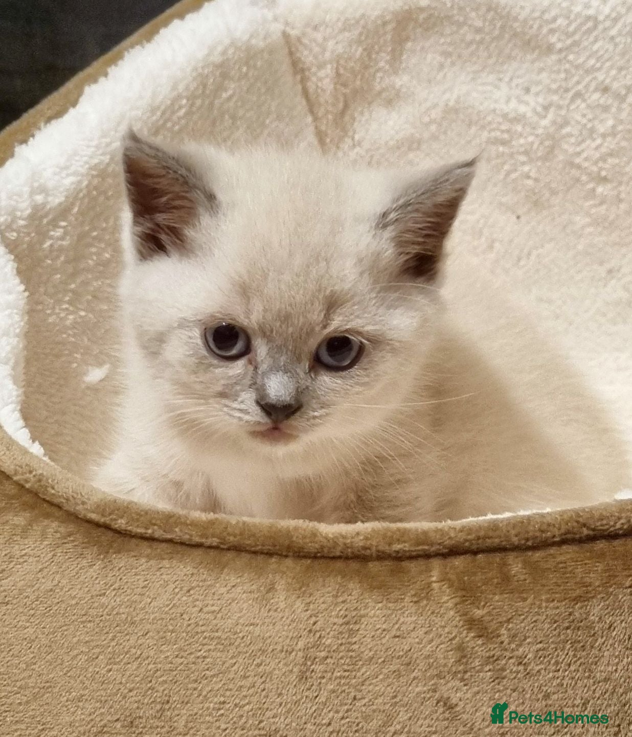 British Shorthair cats Beautiful British Shorthair Kittens - Advert 4
