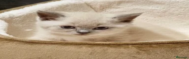 British Shorthair 5
