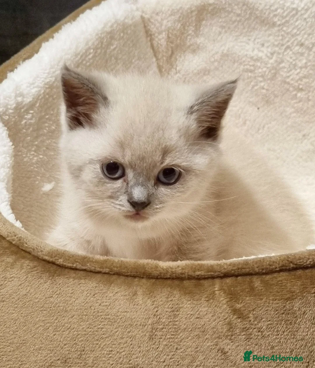 British Shorthair cats for sale: Beautiful British Shorthair Kittens - Advert 1