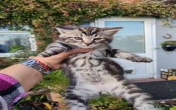 Mixed Breed cats for sale: Cute Bengal mix Kittens looking for loving homes🐱 - Image 21