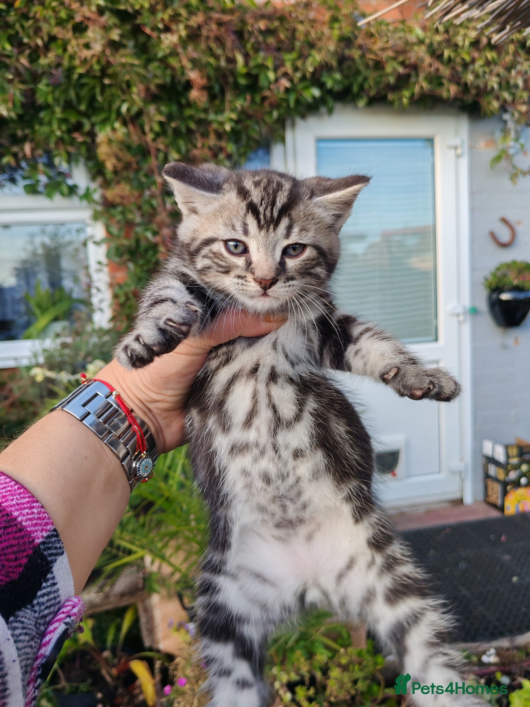 Mixed Breed cats for sale: Cute Bengal mix Kittens looking for loving homes🐱 - Image 21