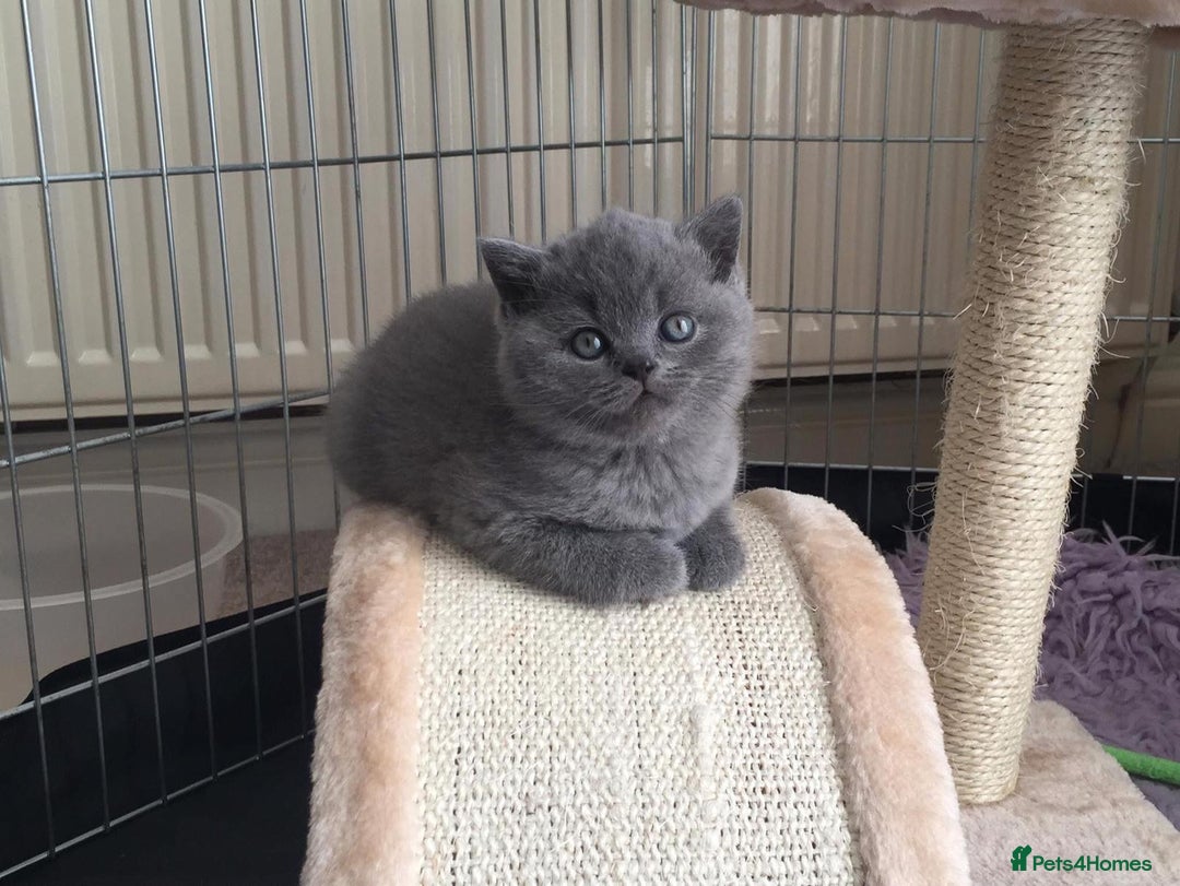 British Shorthair cats for sale: Blue British Shorthair Kittens  - Advert 6