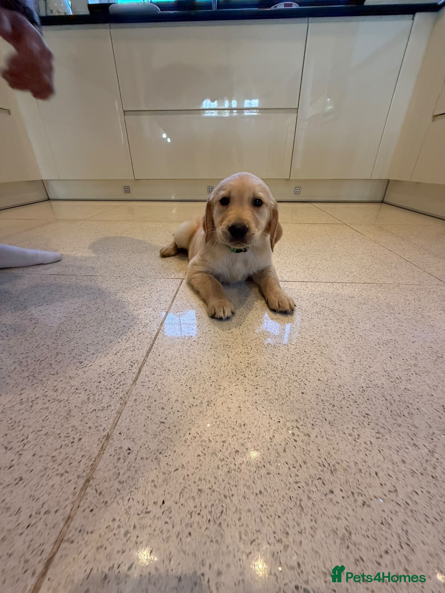Golden Retriever dogs for sale: Beautiful golden retriever puppies - Advert 2