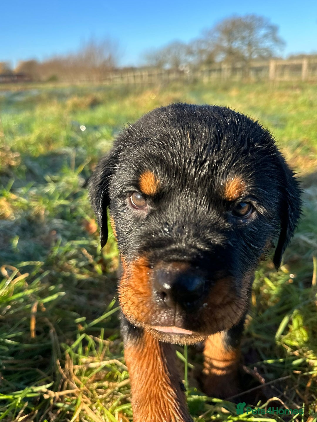 Rottweiler dogs for sale: Stunning chunky Rottweiler puppies - Advert 18