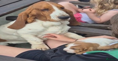Basset Hound dogs - Advert 3