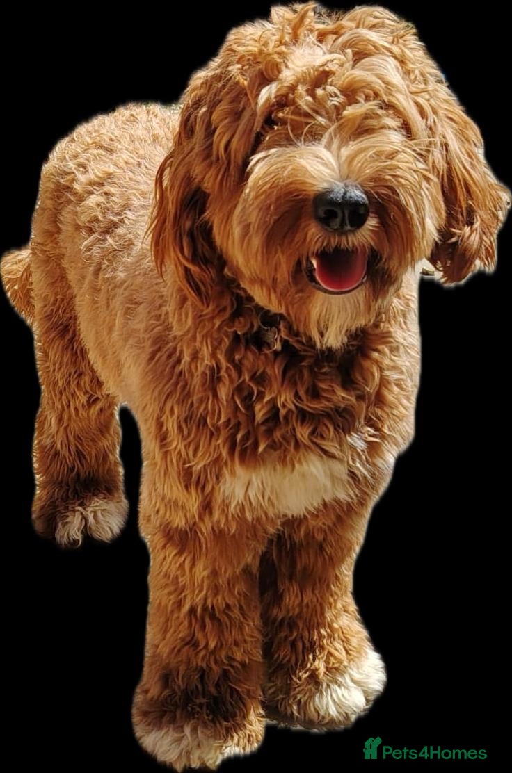 Australian Labradoodle dogs Theodore 100 percent Australian labradoodle  - Advert 2