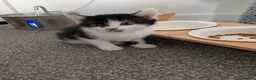 Mixed Breed cats for sale: Kittens for sale  - Advert 3