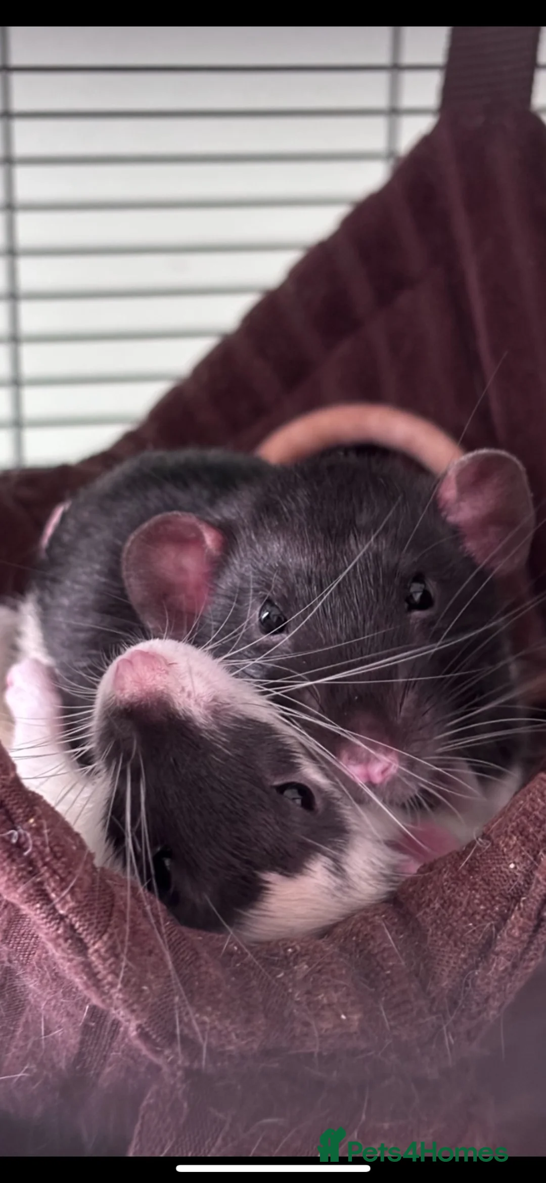 Rat rodents for sale:  OTTO & POE BONDED BROTHERS- 3 story cage included - Advert 2