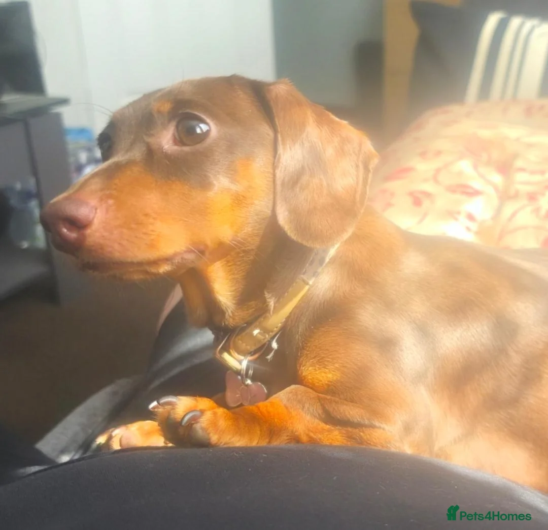 Miniature Dachshund dogs for sale: Adorable KC Registered Miniature Dachshund Puppies - Advert 2