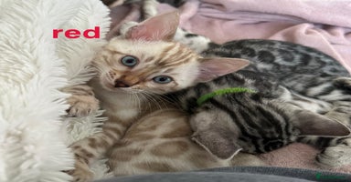 Bengal cats TICA reg Bengal Kittens - 2 male Snow Lynx - Advert 16