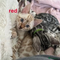 Bengal cats TICA reg Bengal Kittens - 2 male Snow Lynx - Advert 1