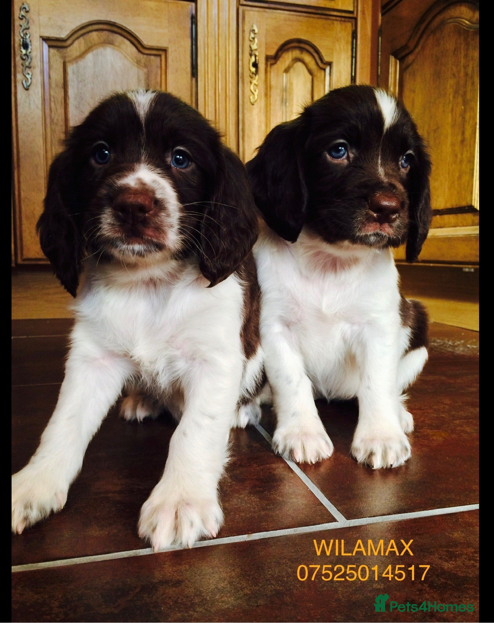 English Springer Spaniel dogs GORGEOUS ENGLISH SPRINGER SPANIEL PUPPIES - Advert 2