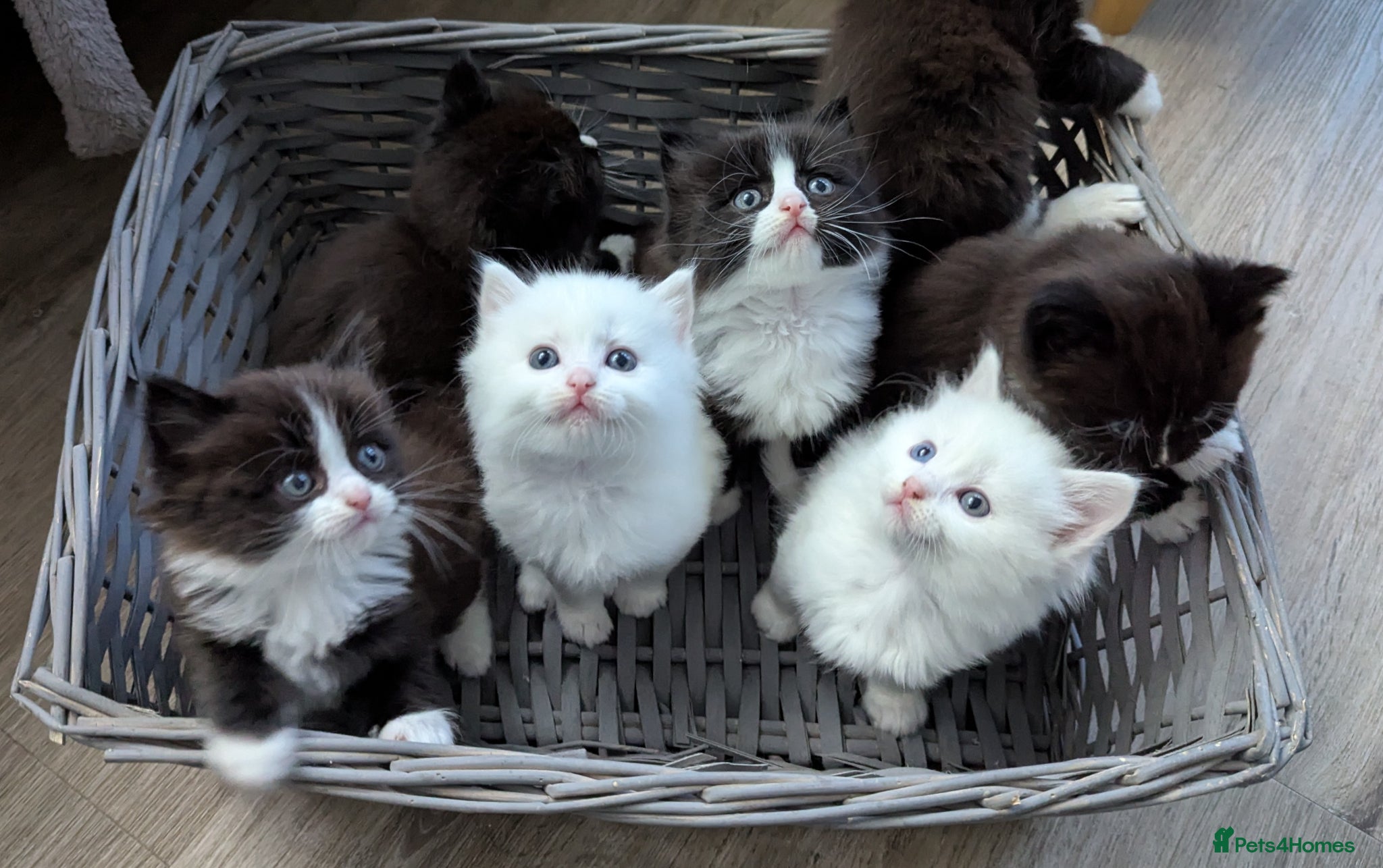 Ragdoll cats Ragdoll kittens  - Advert 17