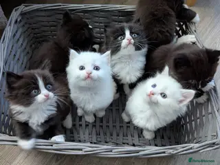 Ragdoll cats Ragdoll kittens - Advert 17