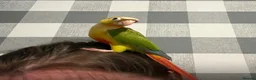 Conures birds for sale: Beautiful hand reared conure babies in Darlington - Advert 16