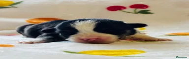 Welsh Corgi Pembroke 5