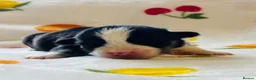 Welsh Corgi Pembroke dogs for sale: Stunning pedigree puppies, health tested parents in Manchester - Advert 12