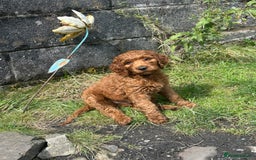 Irish Doodle dogs for sale: Irish doodles - Image 35