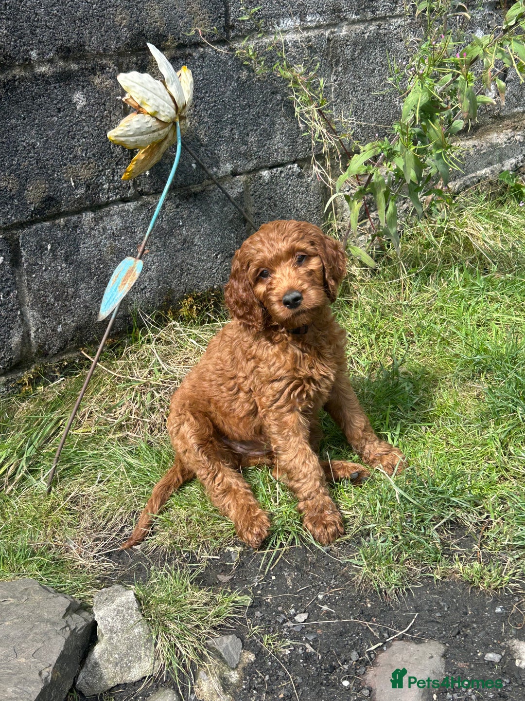 Irish Doodle dogs for sale: Irish doodles - Image 35
