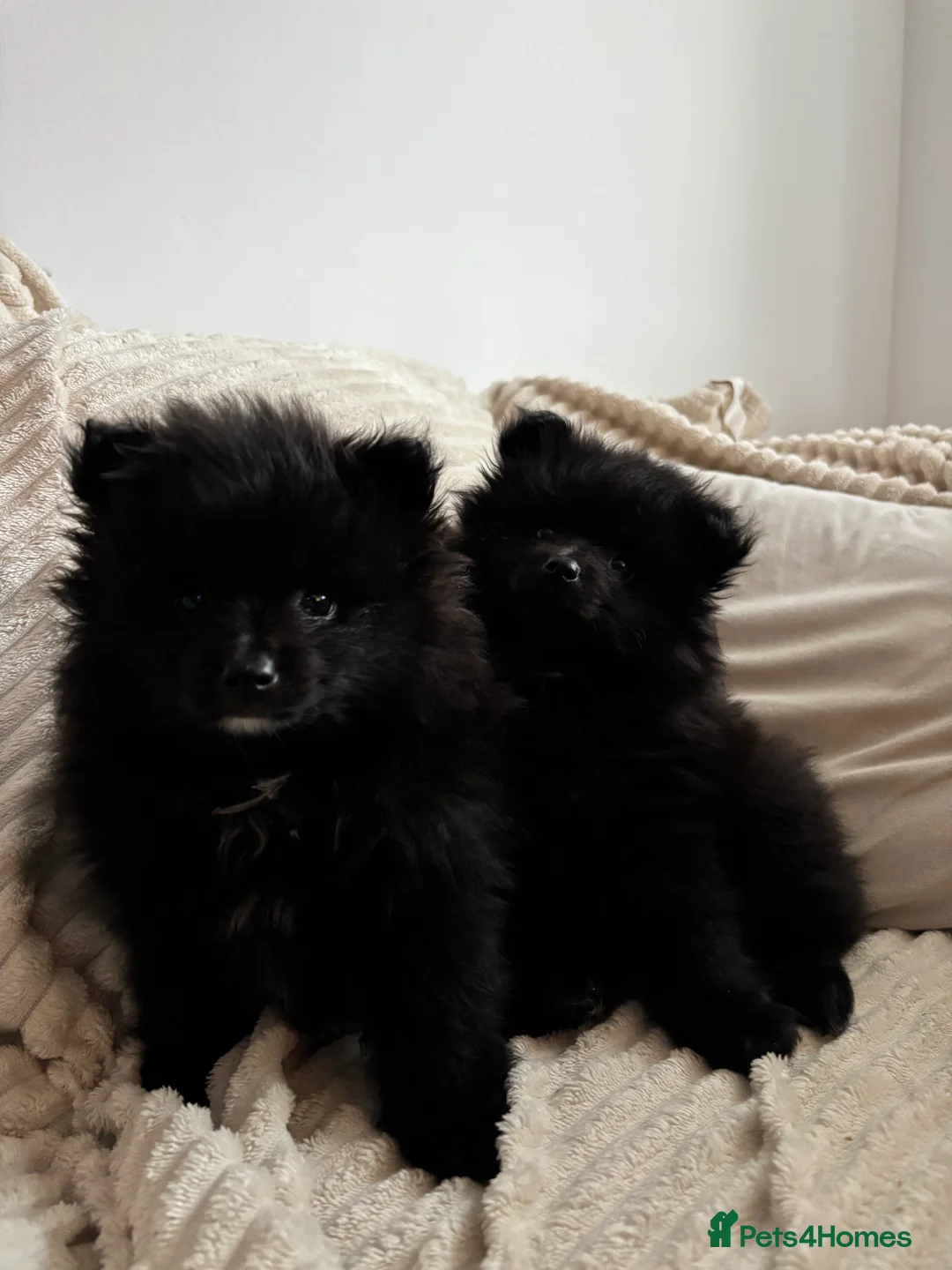 Pomeranian dogs for sale: Pomeranian puppies  in Alexandria - Advert 2