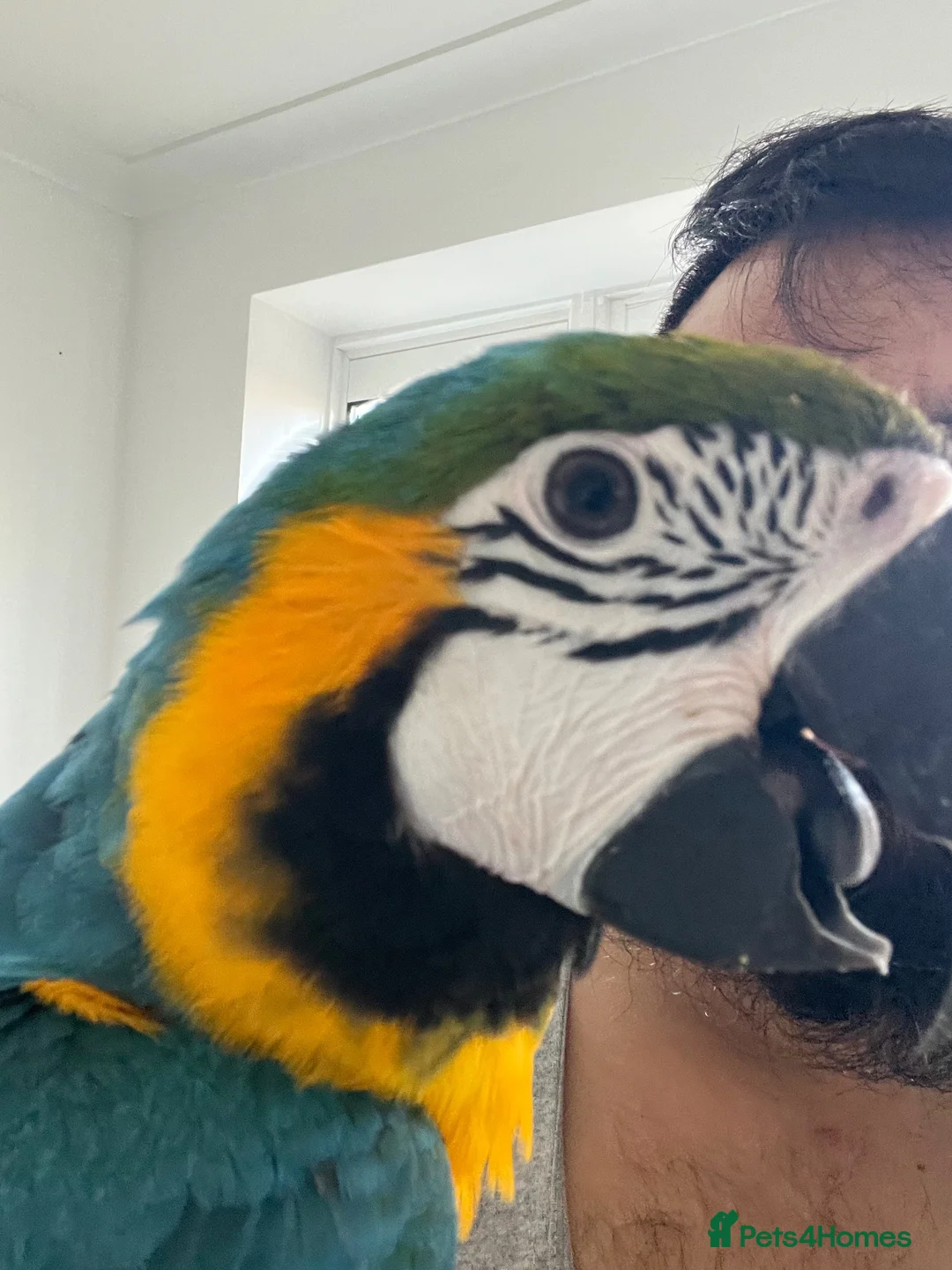 Macaws birds for sale: Tame 10 Month Old Male Blue & Gold Macaw in Harrow - Advert 1