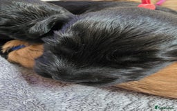 Cockapoo dogs for sale: Champion Line 🏆 F1 Miniature Cockapoo Puppies  - Image 13