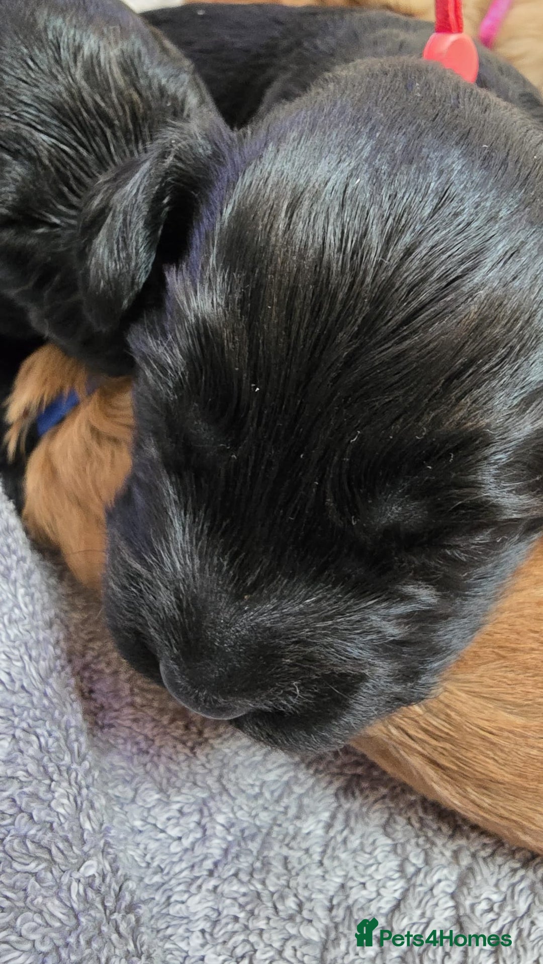 Cockapoo dogs for sale: Champion Line 🏆 F1 Miniature Cockapoo Puppies  - Image 13