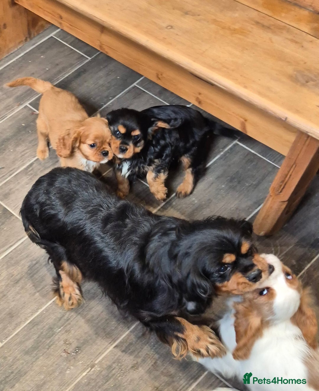 Cavalier King Charles Spaniel dogs for sale: KC Registered Cavaliers - Advert 1