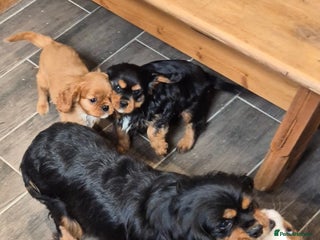 Cavalier King Charles Spaniel dogs - Advert 30