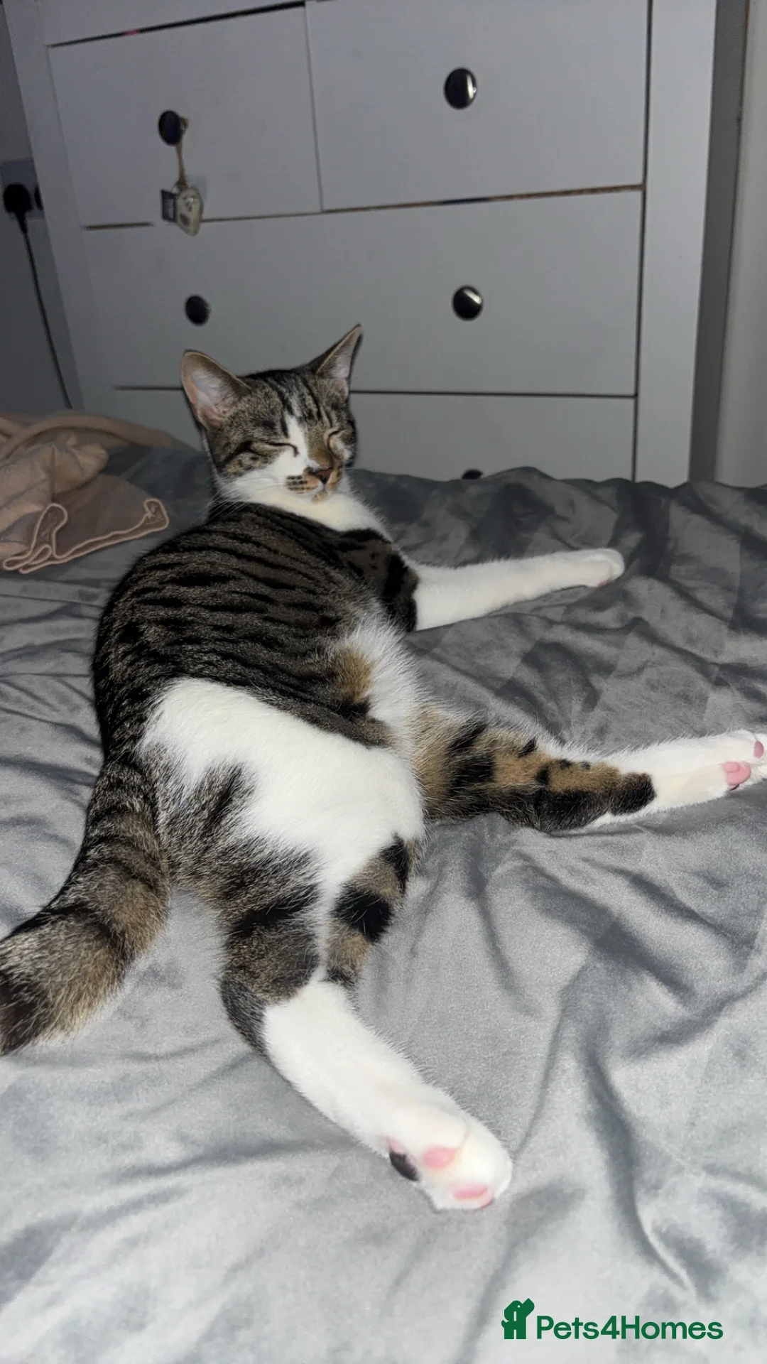 Mixed Breed cats for sale: Beautiful 8 month old kitten  - Advert 6