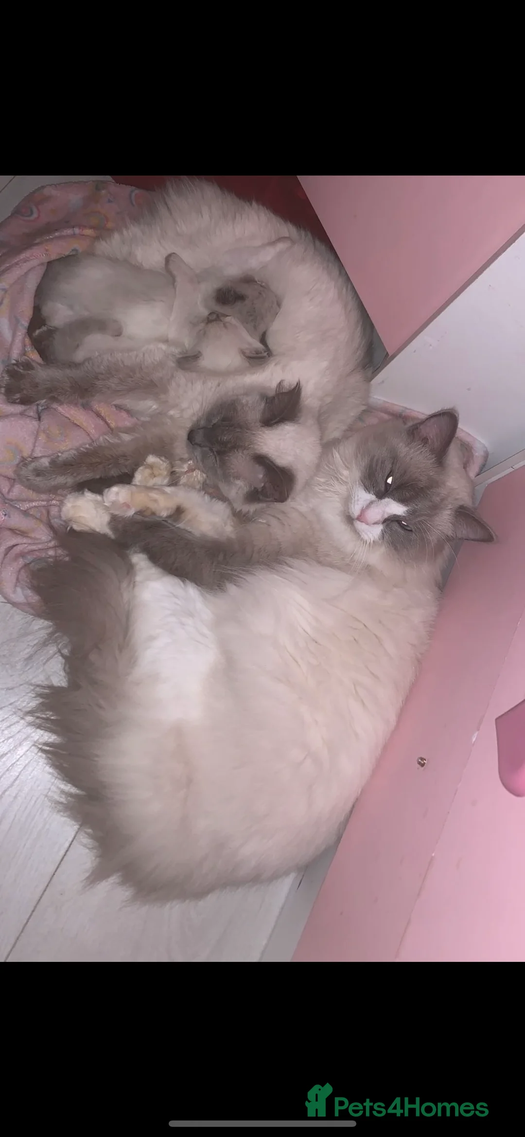 Ragdoll cats for sale: Rag doll kitten  - Advert 7