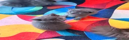 Mixed Breed cats for sale: Adorable 5-Week-Old Kitten Ready for Loving Home! - Advert 10