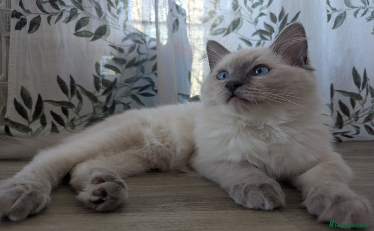 Ragdoll cats - Advert 1