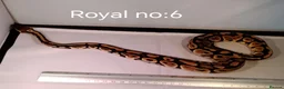 Python Snake reptiles for sale: ROYAL PYTHON JUVENILES - Advert 2