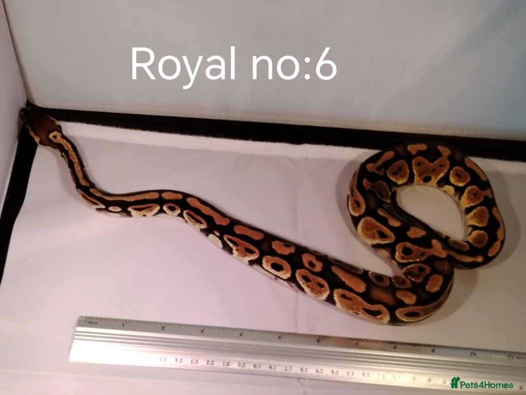 Python Snake reptiles for sale: ROYAL PYTHON JUVENILES - Advert 2