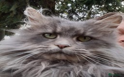 Maine Coon cats for sale: Proven blue silver active queen for sale - Advert 2