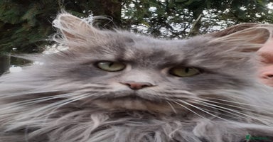 Maine Coon cats Proven blue silver active queen for sale - Advert 5