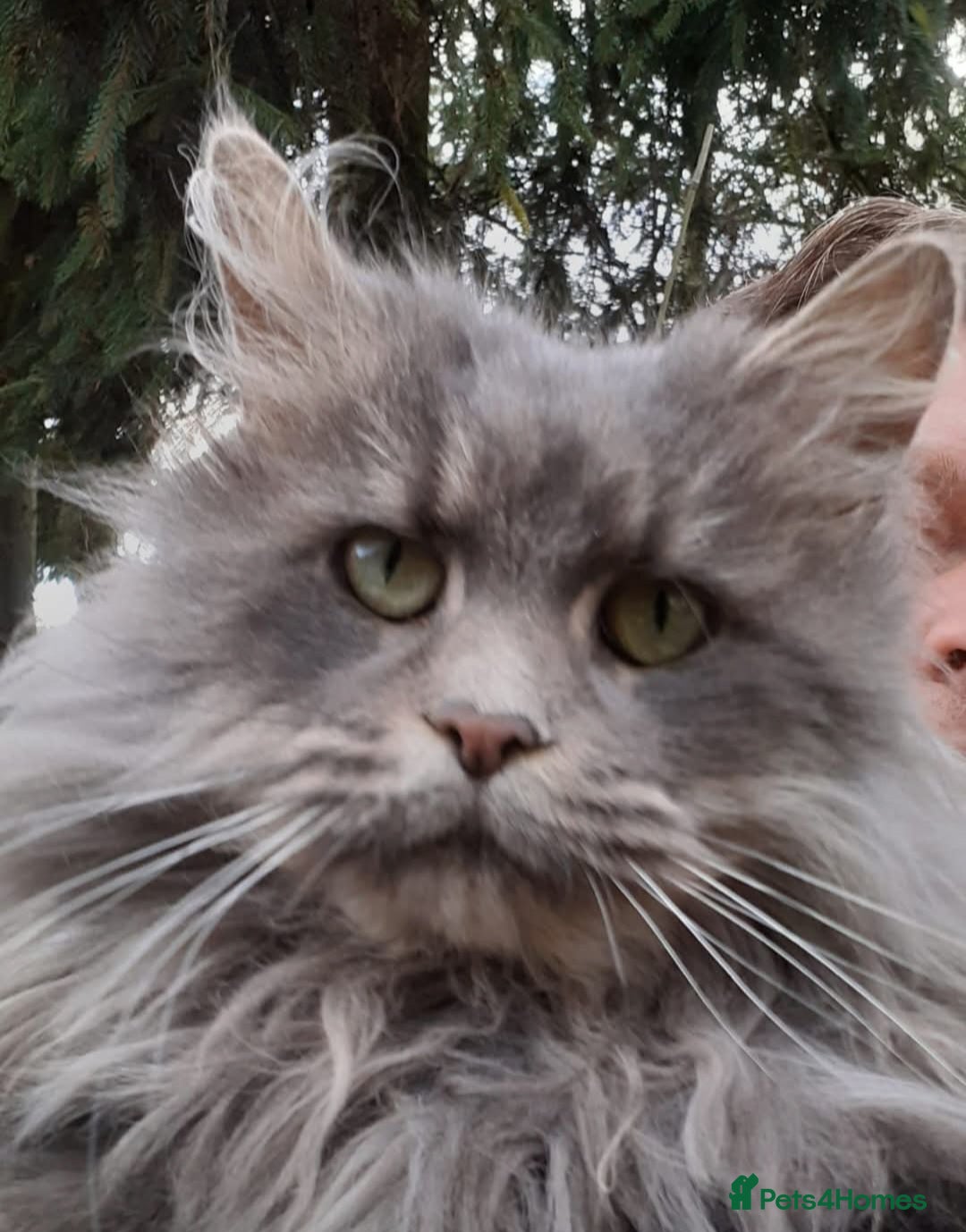 Maine Coon cats for sale: Proven blue silver active queen for sale - Advert 2