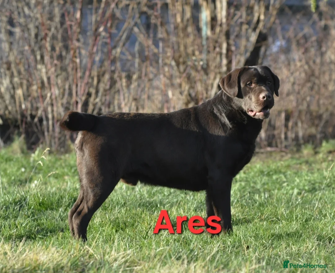 Labrador Retriever dogs for sale: Chocolate Puppies Expected  Waiting List Now Open  - Advert 2