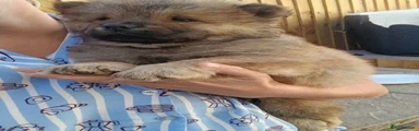 Chow Chow 3