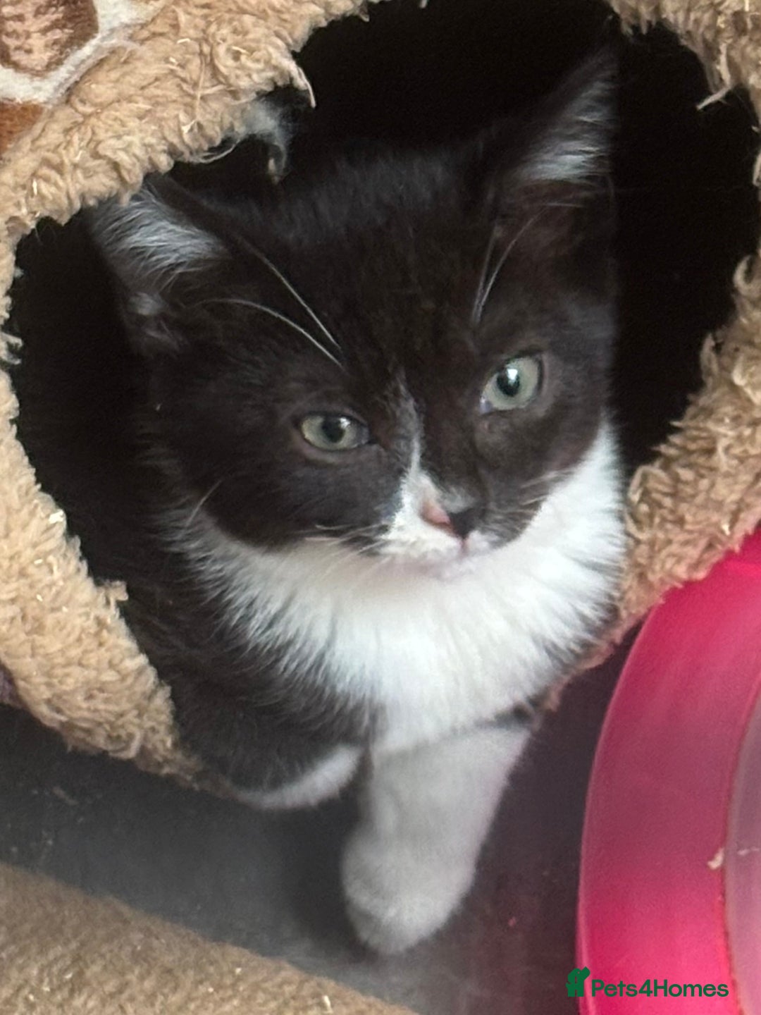 Mixed Breed cats for sale: Friendly Kittens available  - Image 5