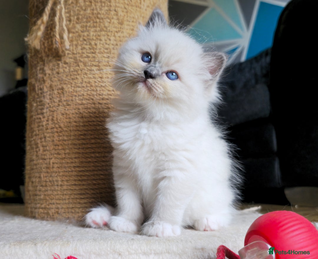 Ragdoll cats for sale: 5 Adorable Ragdoll Kittens - Ready now ✨️ in Billericay - Image 16