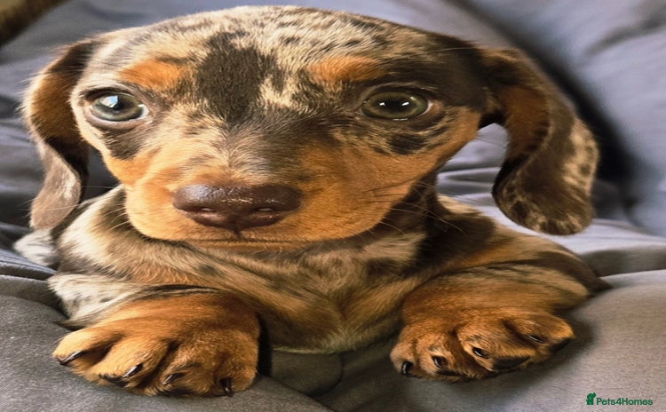 Dachshund dogs - Advert 2