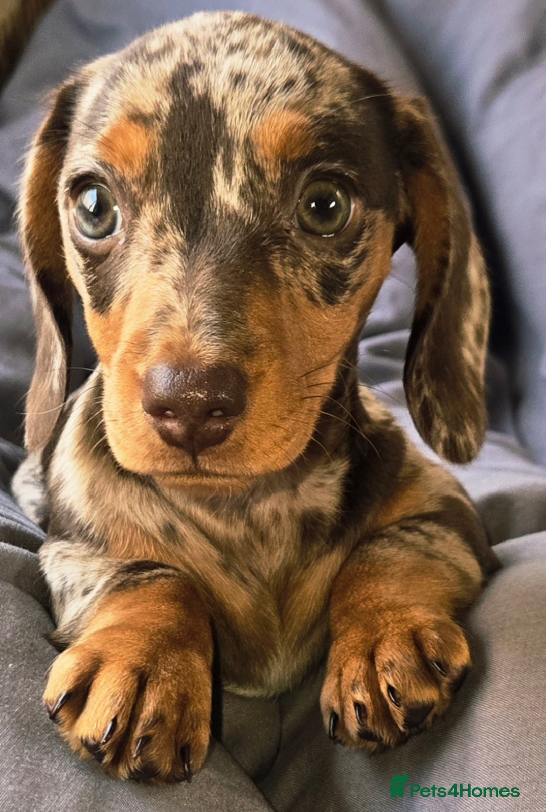 Dachshund dogs for sale: Miniture smooth haired dachshund - Image 5
