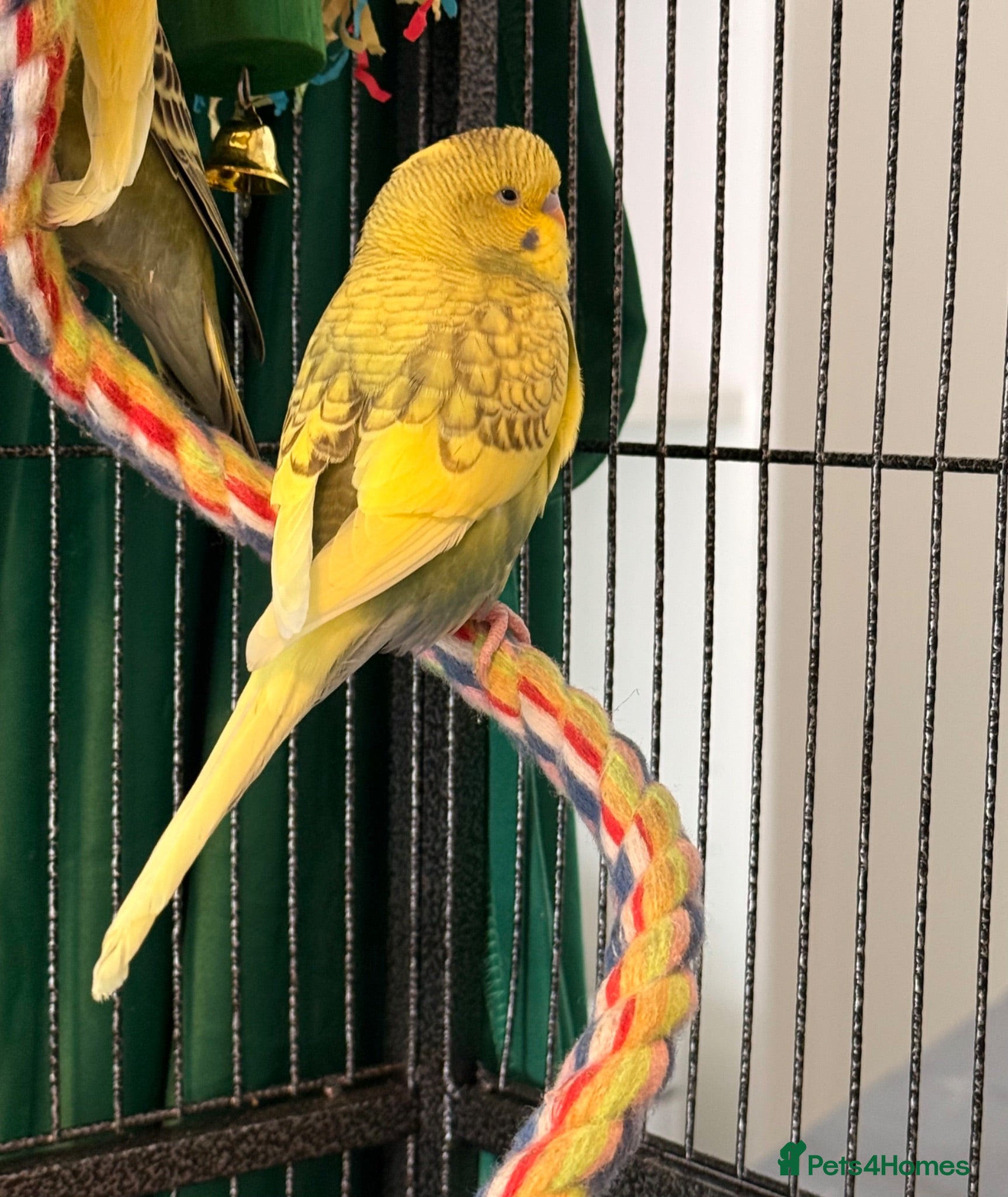 Budgerigars birds Pair 9 week old baby budgies available in Runcorn - Advert 2