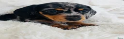 Miniature Dachshund dogs for sale: Miniature Dacshund’s  - Advert 9