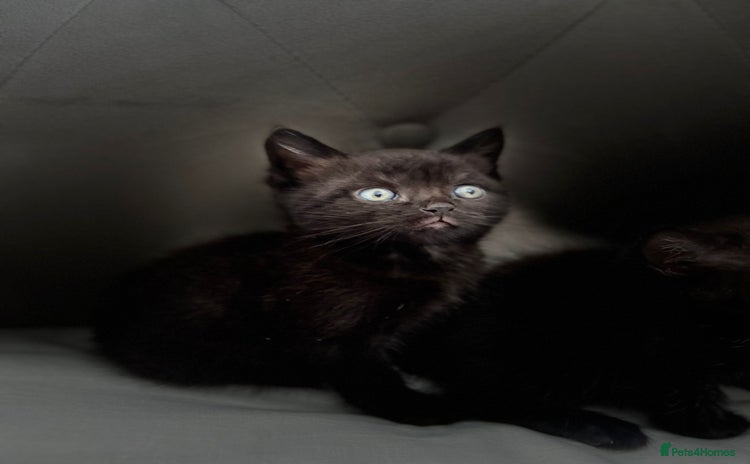 British Shorthair cats - Advert 9